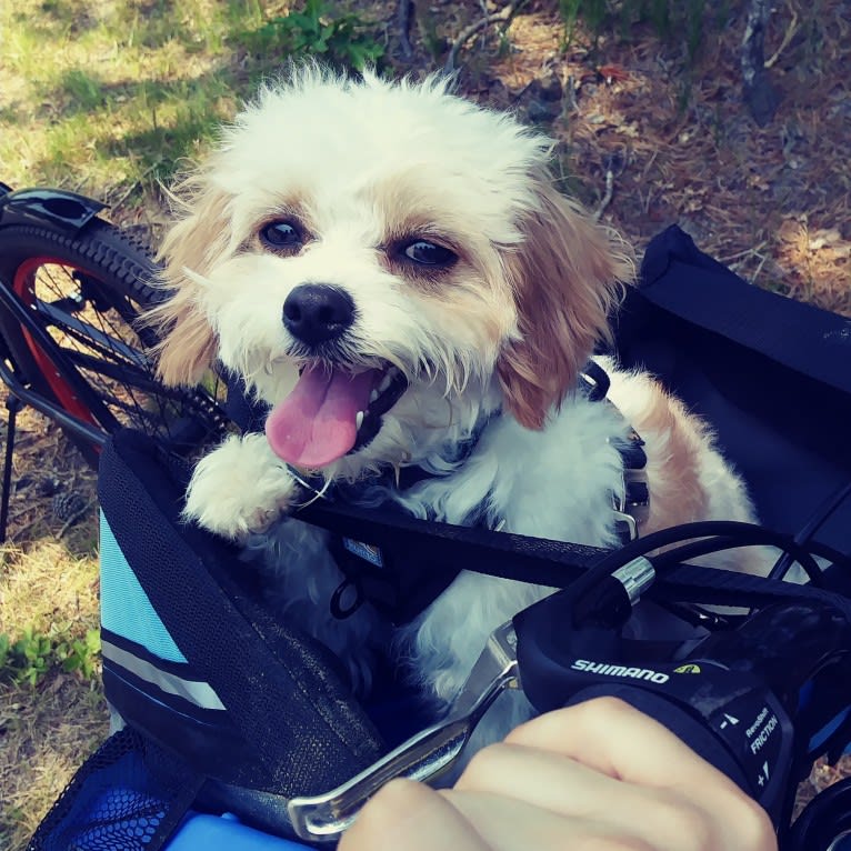 Willow, a Cavalier King Charles Spaniel and Poodle (Small) mix tested with EmbarkVet.com