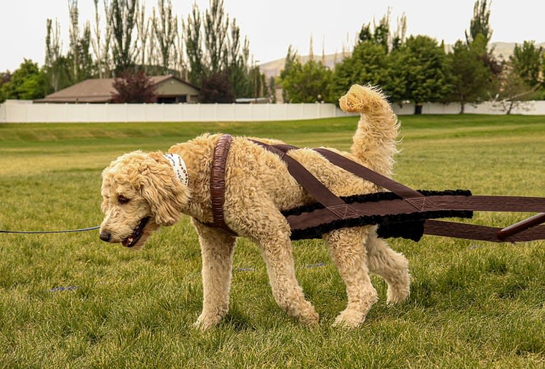 Bunker, a Goldendoodle tested with EmbarkVet.com