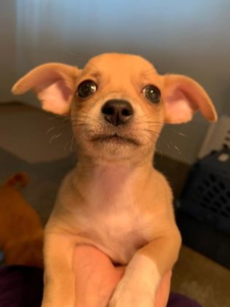 Oliver, a Chihuahua and Poodle (Small) mix tested with EmbarkVet.com