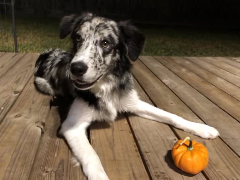 Zuzu, a Border Collie tested with EmbarkVet.com