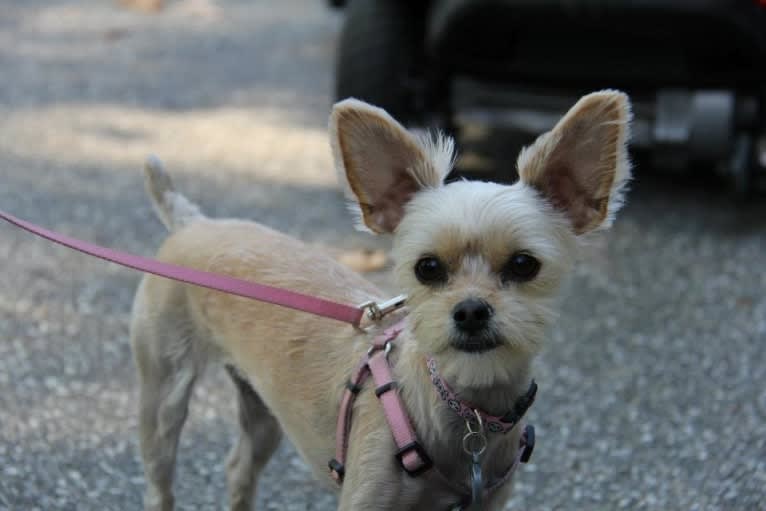 River, a Chorkie tested with EmbarkVet.com