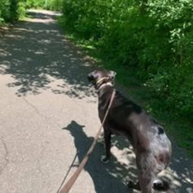 Tingo, an American Village Dog tested with EmbarkVet.com