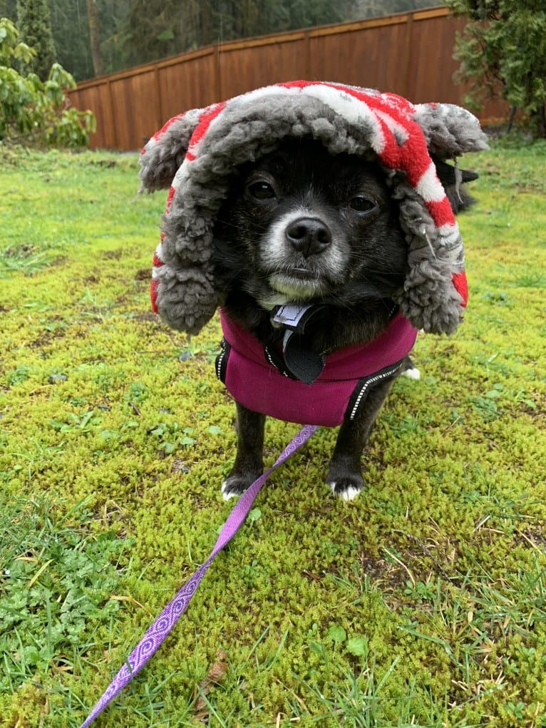 Indy, a Pomeranian and Shih Tzu mix tested with EmbarkVet.com