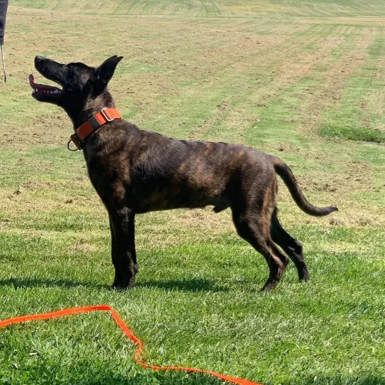 Static, a Dutch Shepherd tested with EmbarkVet.com