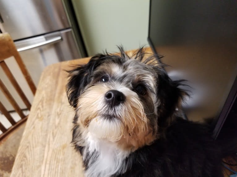 Bella Rose, a Yorkshire Terrier and Maltese mix tested with EmbarkVet.com
