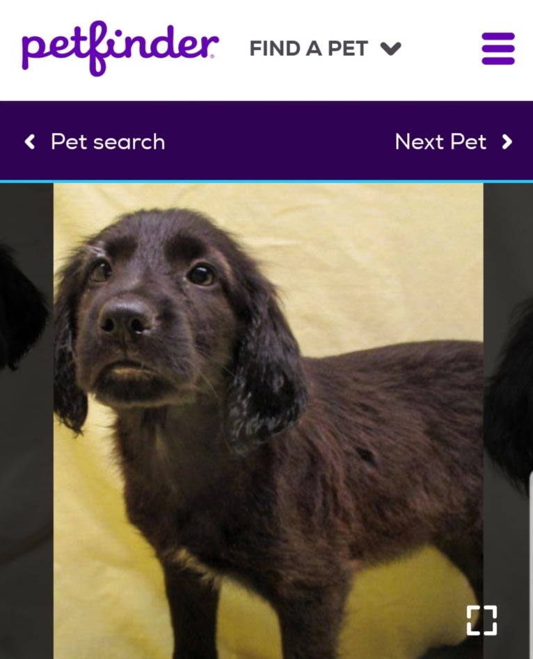 O'Reilly, an Irish Setter and German Shepherd Dog mix tested with EmbarkVet.com