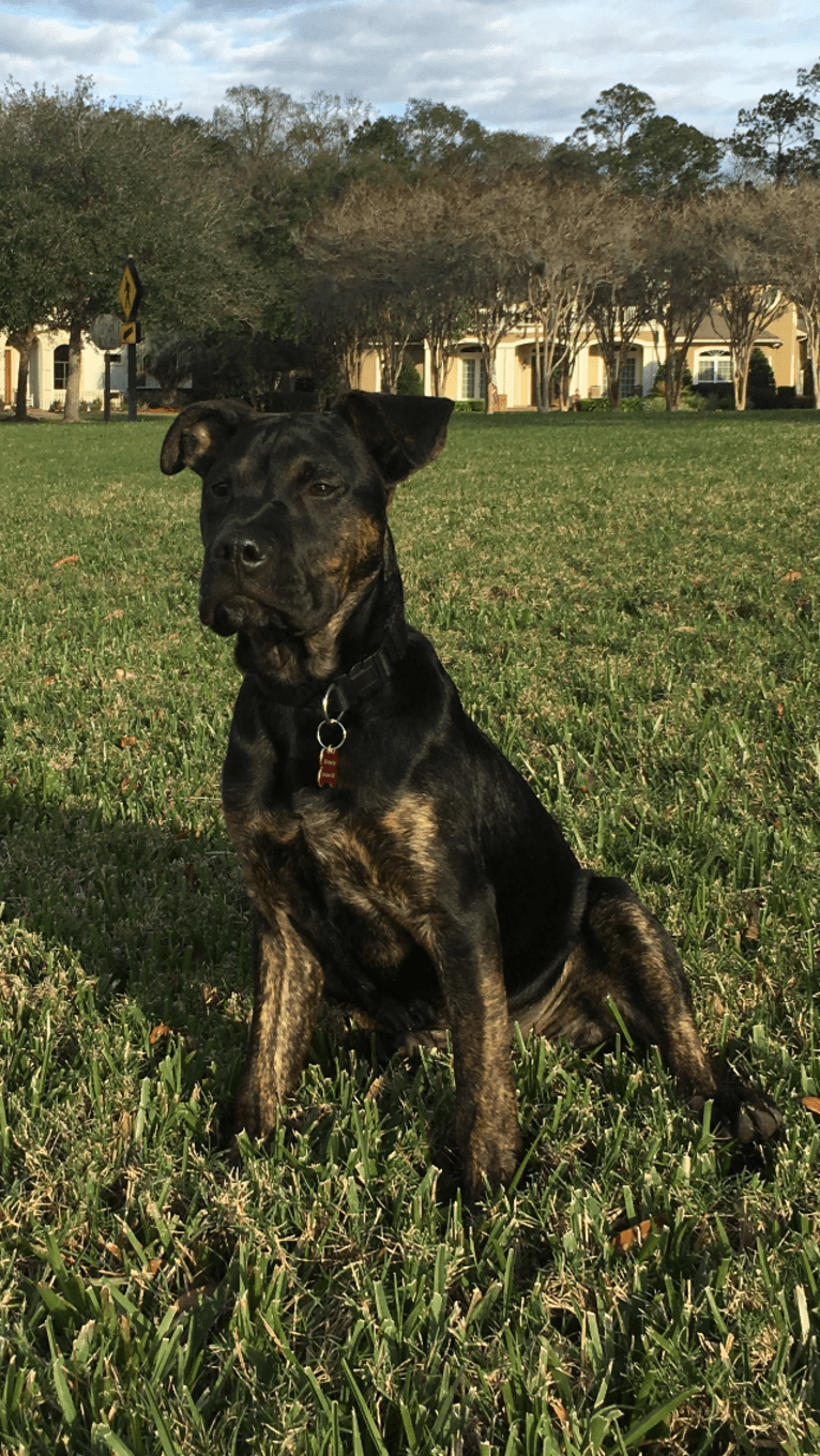 Zachary, an American Pit Bull Terrier and German Shepherd Dog mix tested with EmbarkVet.com