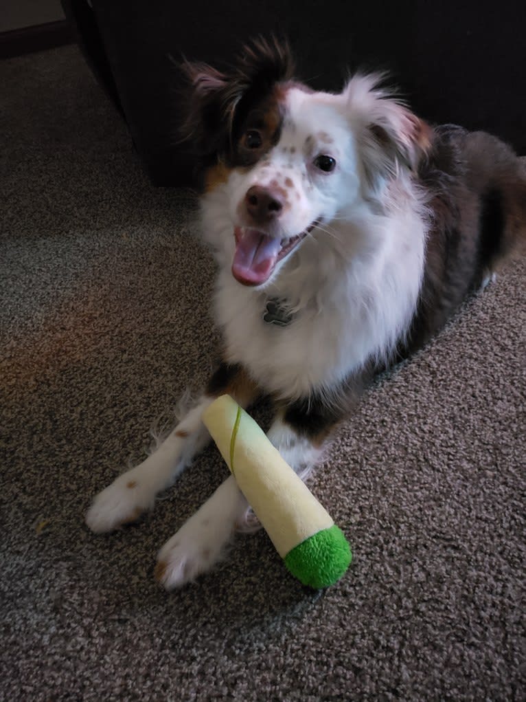 Berlin, an Australian Shepherd tested with EmbarkVet.com