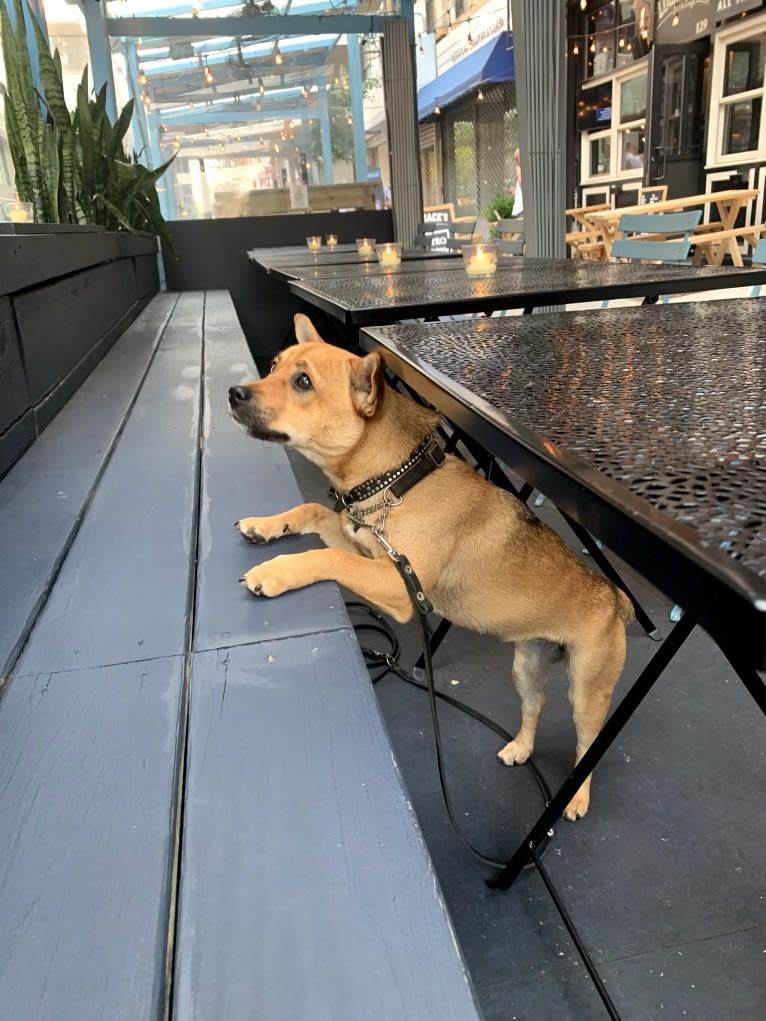 Tucker, a Chow Chow and Chihuahua mix tested with EmbarkVet.com