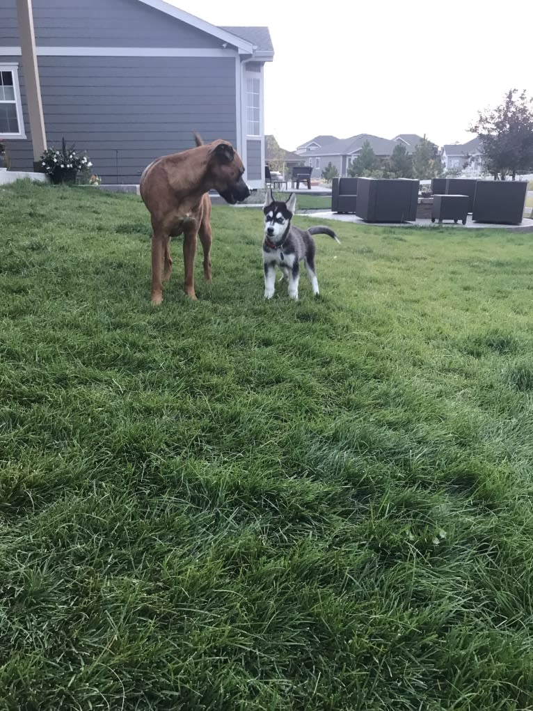 Drake Flynn, a Siberian Husky tested with EmbarkVet.com