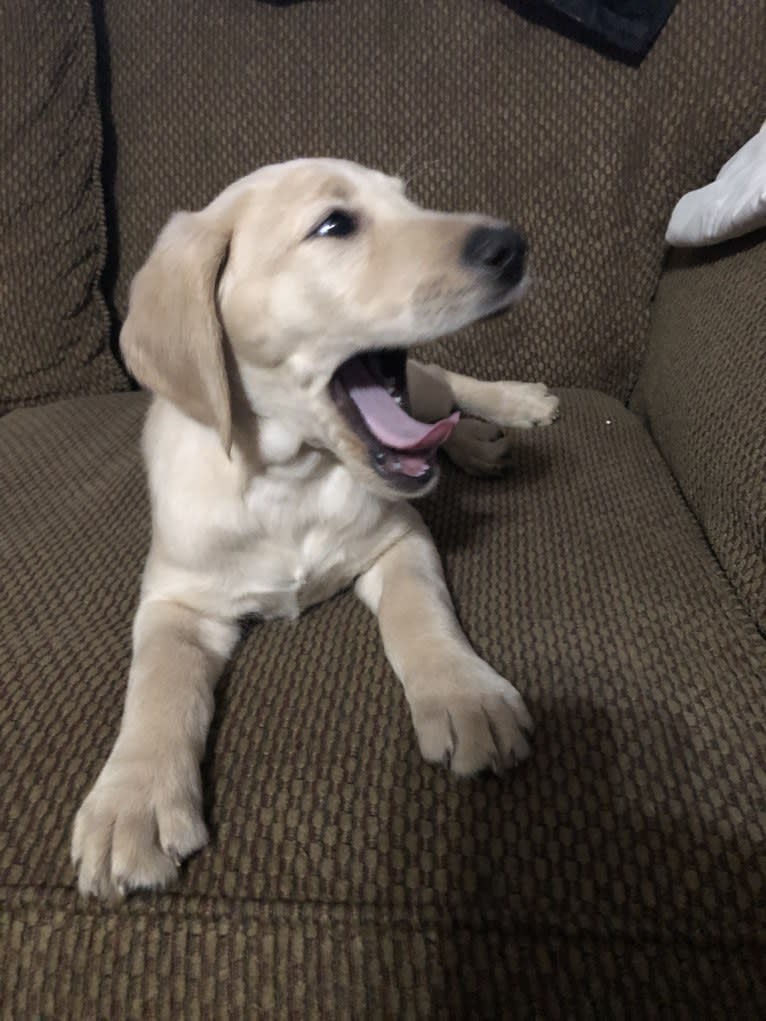 Winston, a Labradoodle tested with EmbarkVet.com