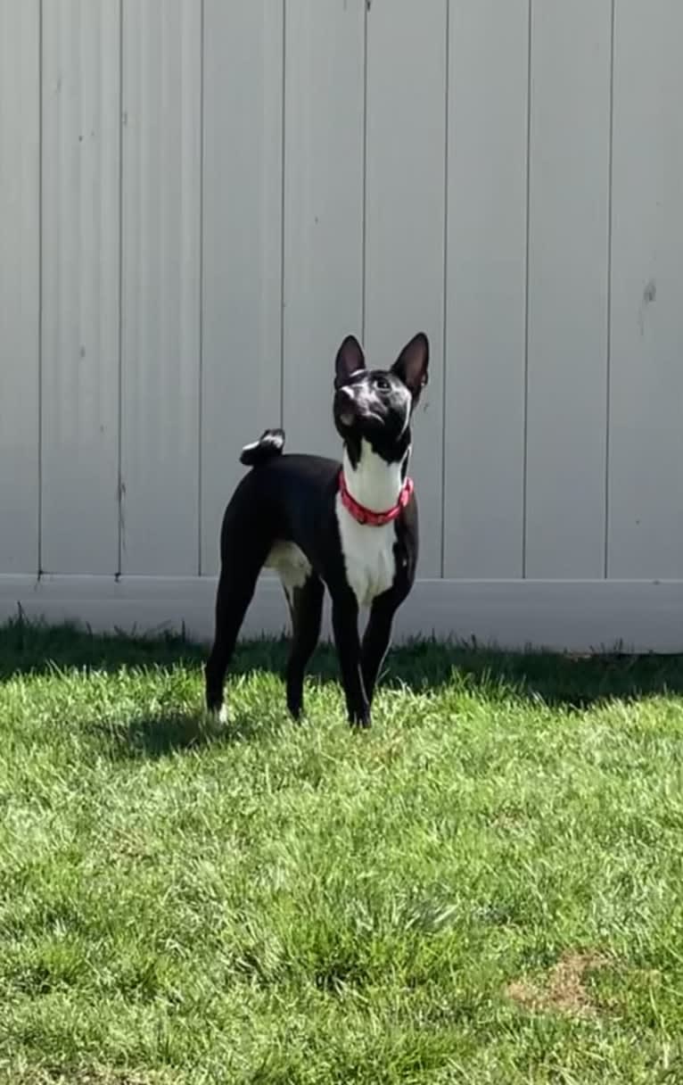 Nico, a Basenji tested with EmbarkVet.com