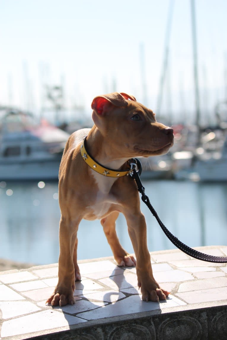 Revy, an American Pit Bull Terrier tested with EmbarkVet.com