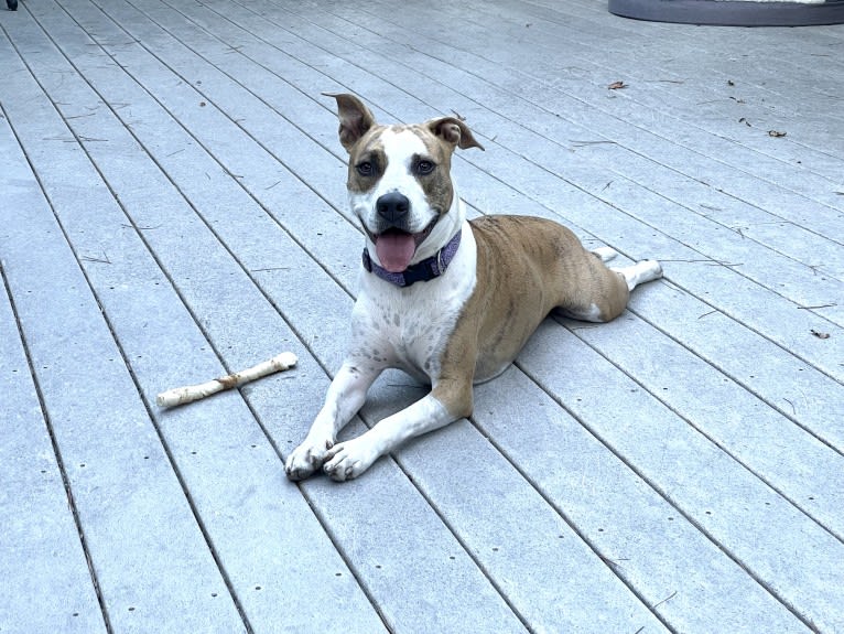 Lily, an American Pit Bull Terrier and American Bully mix tested with EmbarkVet.com