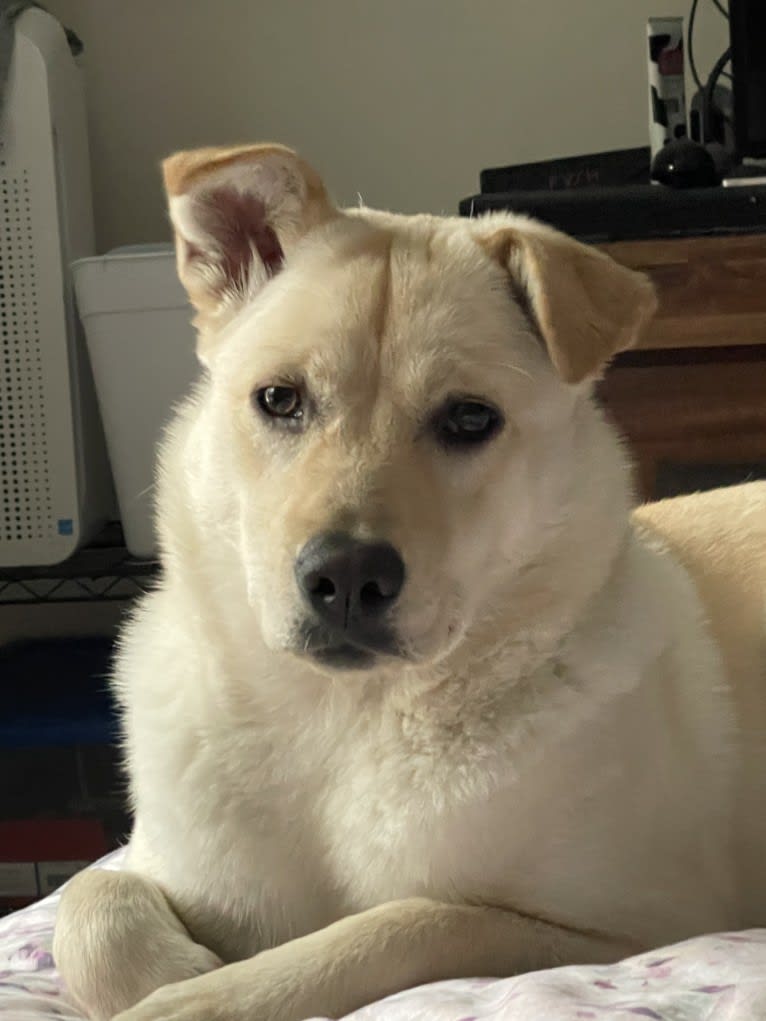 Nala, a Labrador Retriever and Chow Chow mix tested with EmbarkVet.com