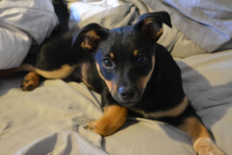 Captain, an Australian Cattle Dog and Chihuahua mix tested with EmbarkVet.com