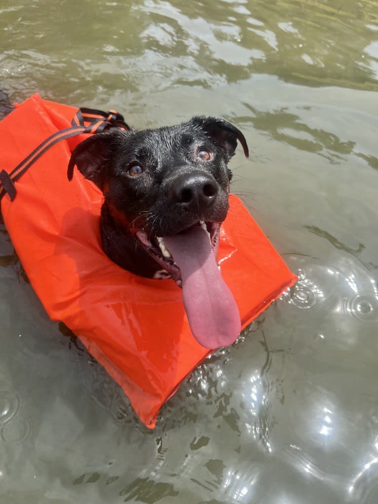 Otis, an American Pit Bull Terrier (9.4% unresolved) tested with EmbarkVet.com