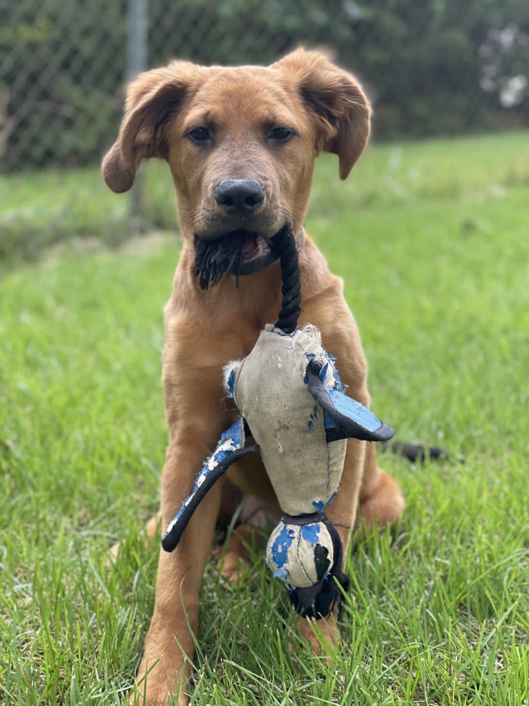 Ranger, an American Pit Bull Terrier and Bullmastiff mix tested with EmbarkVet.com