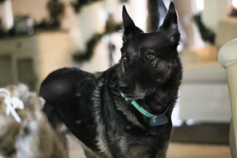 Myla, a German Shepherd Dog and Border Collie mix tested with EmbarkVet.com