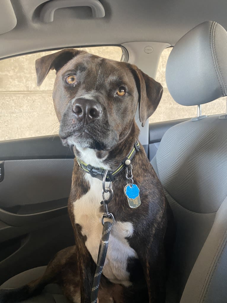 Yoshi, an American Bully and American Pit Bull Terrier mix tested with EmbarkVet.com