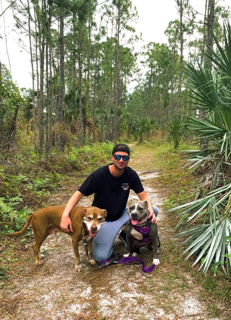 Ariel, an American Bully tested with EmbarkVet.com