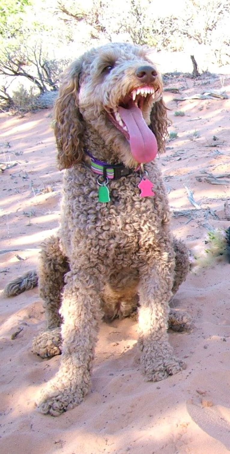 Maggie Sue, a Poodle (Standard) and Poodle (Small) mix tested with EmbarkVet.com