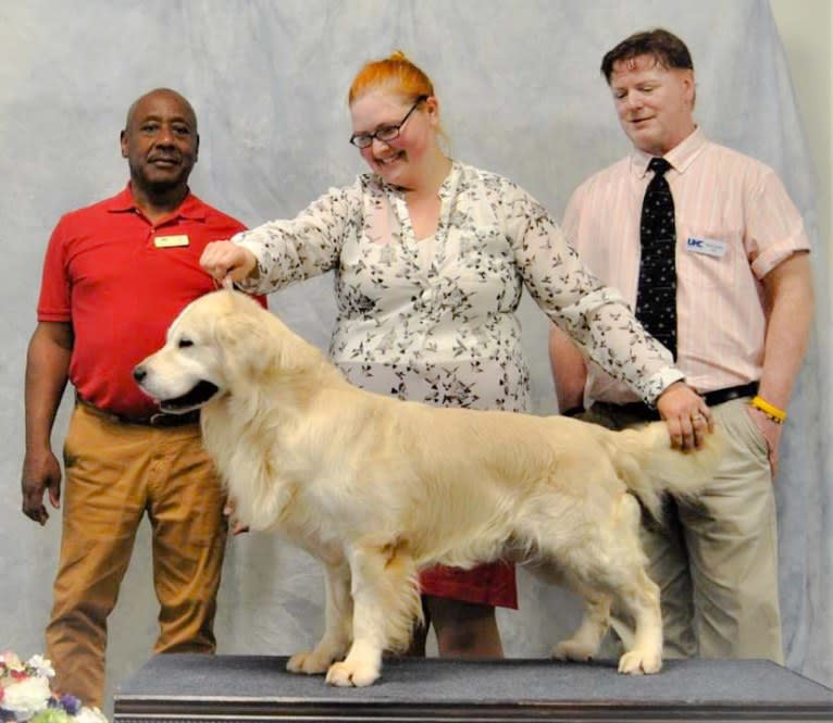 Luke, a Golden Retriever tested with EmbarkVet.com