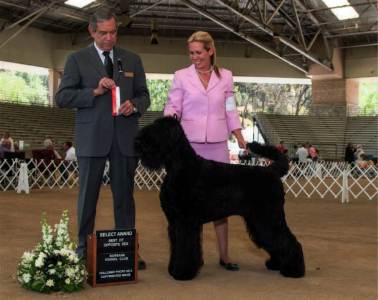 Nagyka, a Black Russian Terrier tested with EmbarkVet.com