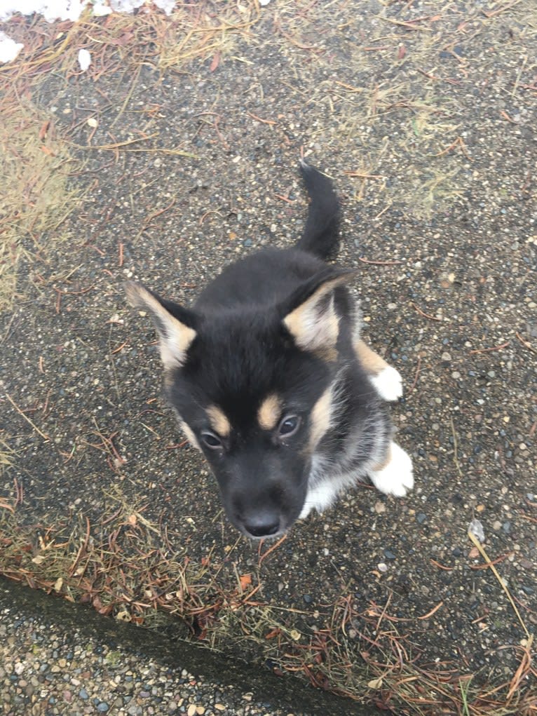 Hela, a Siberian Husky and German Shepherd Dog mix tested with EmbarkVet.com