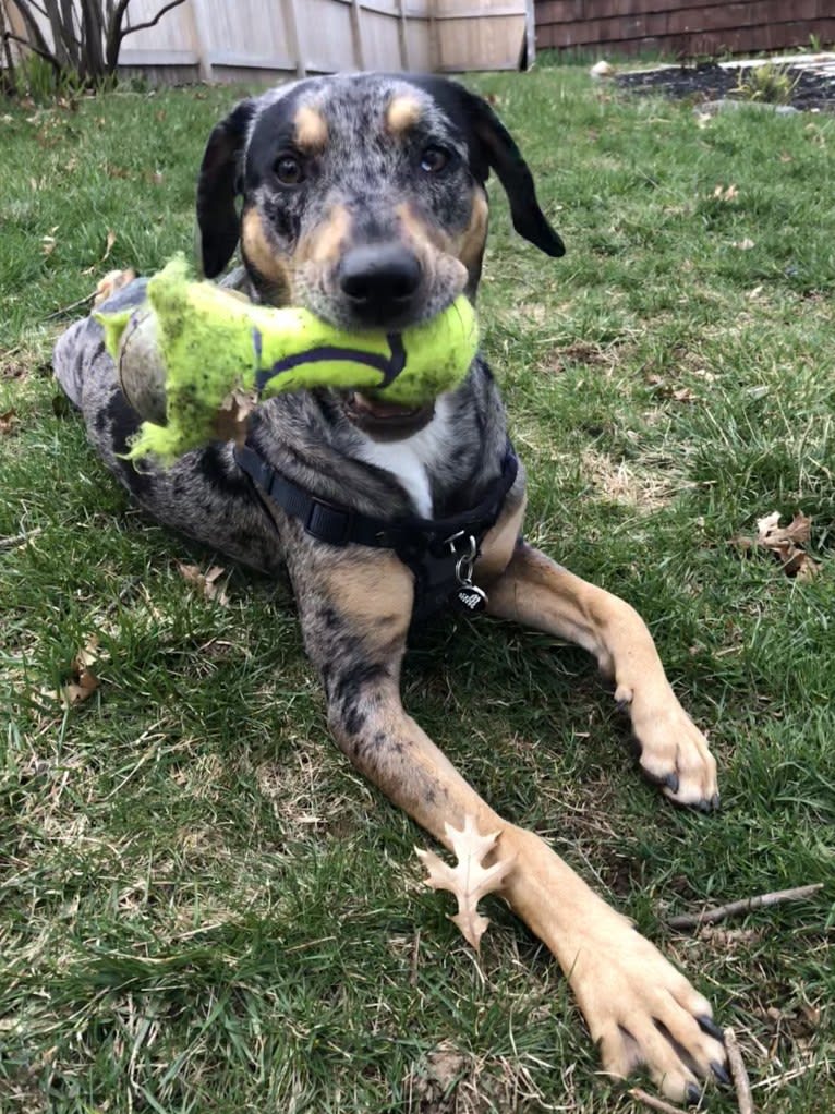 Bowie, a Catahoula Leopard Dog and Doberman Pinscher mix tested with EmbarkVet.com