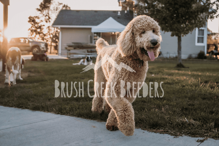 Copper, a Poodle (Standard) tested with EmbarkVet.com