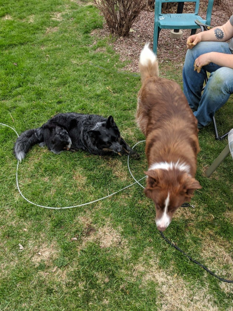 Atlas Mussatti, a Border Collie tested with EmbarkVet.com