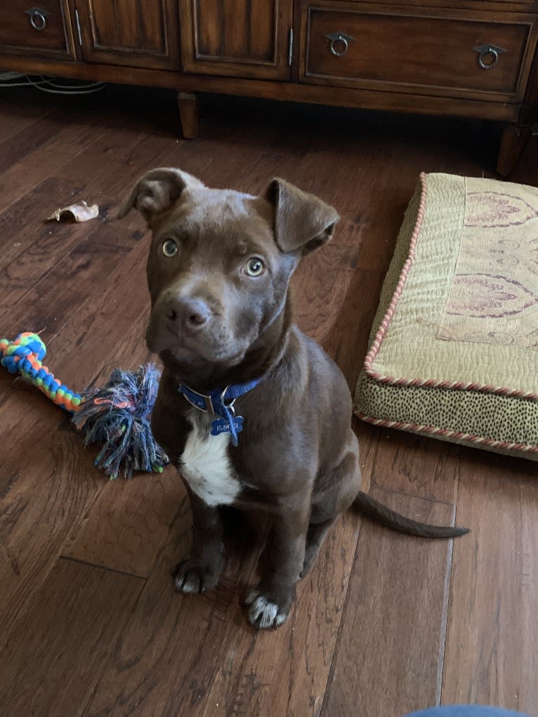 Guinness, an American Pit Bull Terrier and American Staffordshire Terrier mix tested with EmbarkVet.com