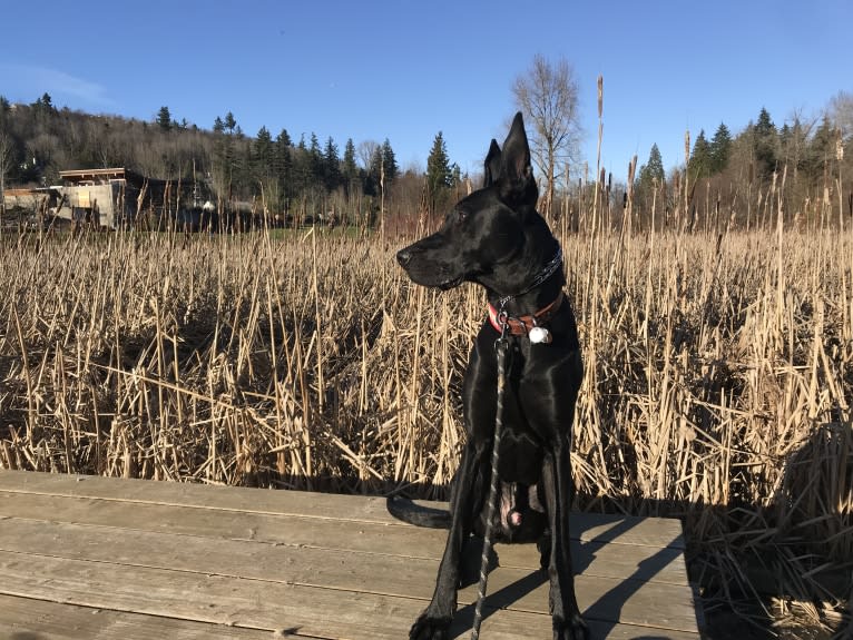 Bruce, a German Shepherd Dog and Great Dane mix tested with EmbarkVet.com