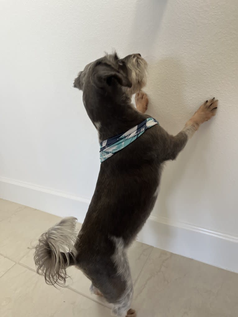 Chuchi Green, a Rat Terrier and Poodle (Small) mix tested with EmbarkVet.com