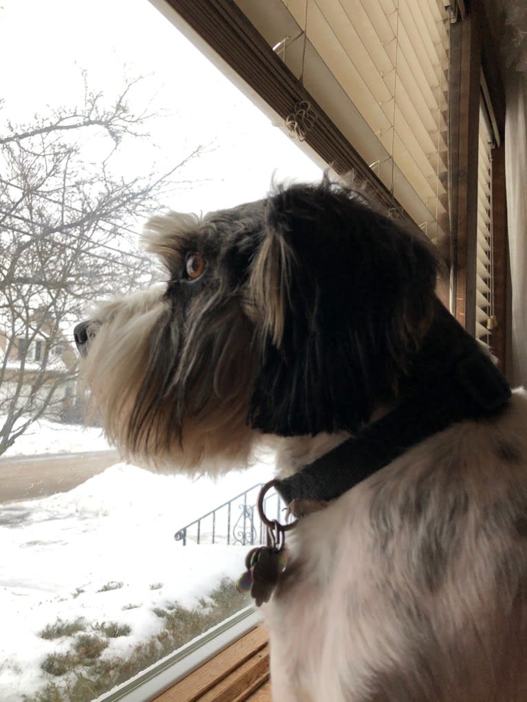 Schnappsie, a Cavalier King Charles Spaniel and Miniature Schnauzer mix tested with EmbarkVet.com