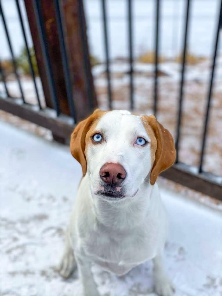 Arlo, an American Foxhound and German Shepherd Dog mix tested with EmbarkVet.com