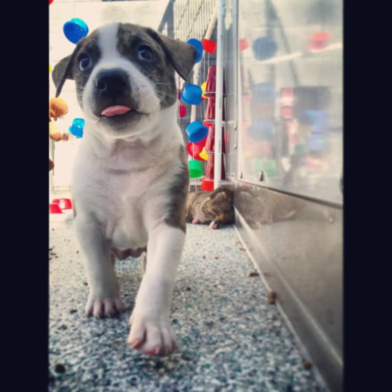 Maeby, an American Pit Bull Terrier and Chow Chow mix tested with EmbarkVet.com