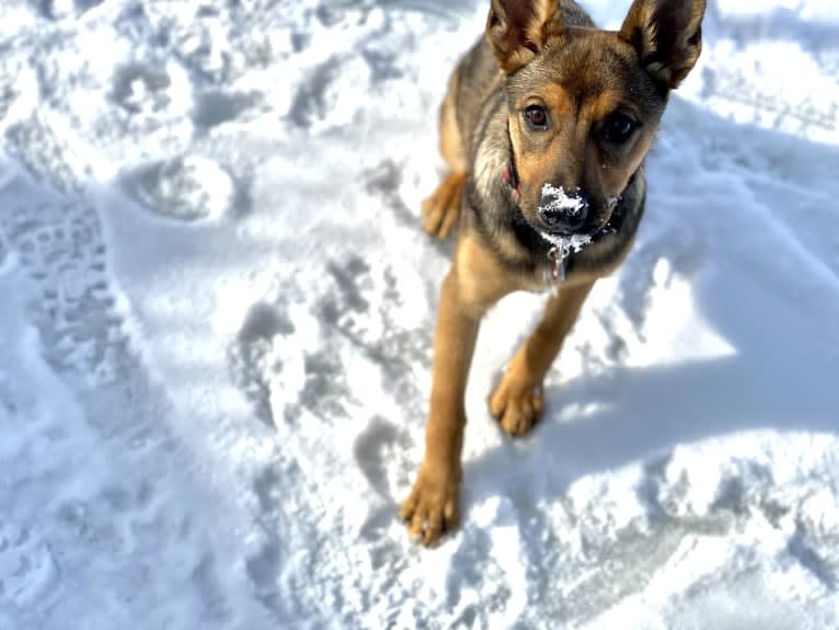 Alemã, a German Shepherd Dog and Australian Cattle Dog mix tested with EmbarkVet.com