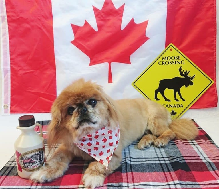 Ernest, a Pekingese tested with EmbarkVet.com