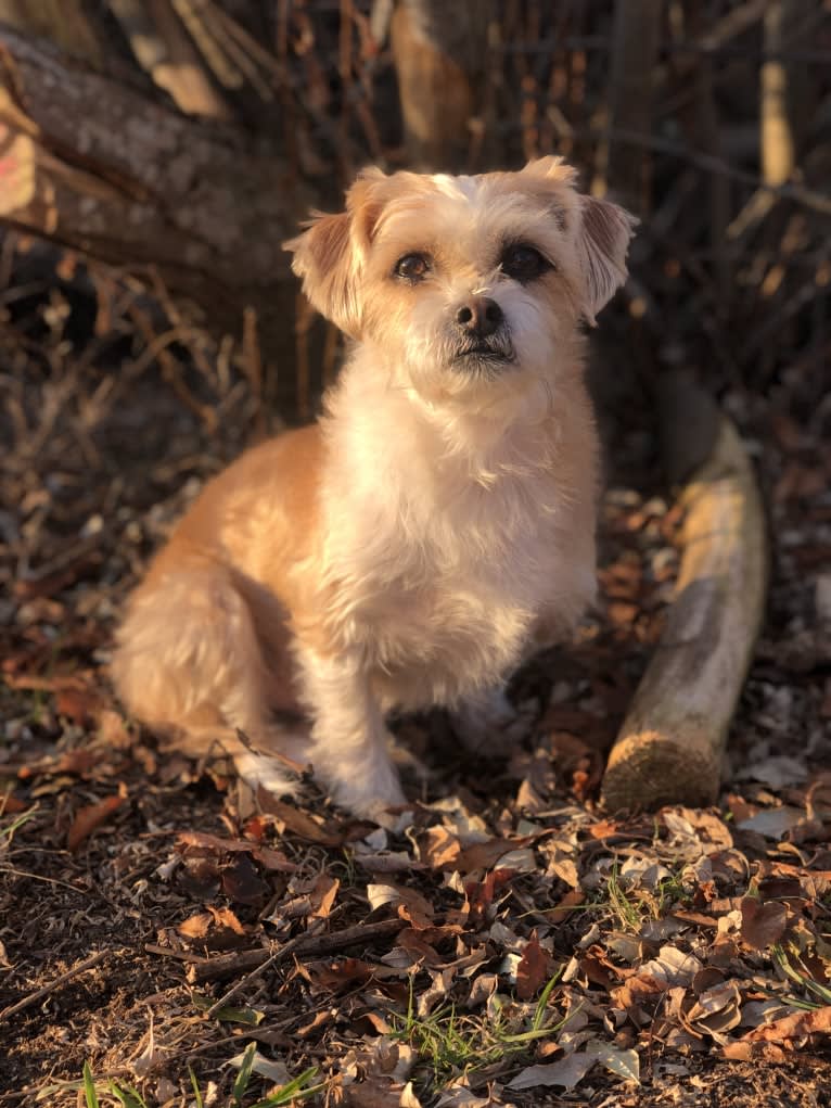 Bernie, a Chihuahua and Shih Tzu mix tested with EmbarkVet.com