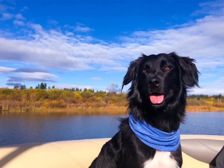 Aloe Vera, a Rottweiler and Border Collie mix tested with EmbarkVet.com