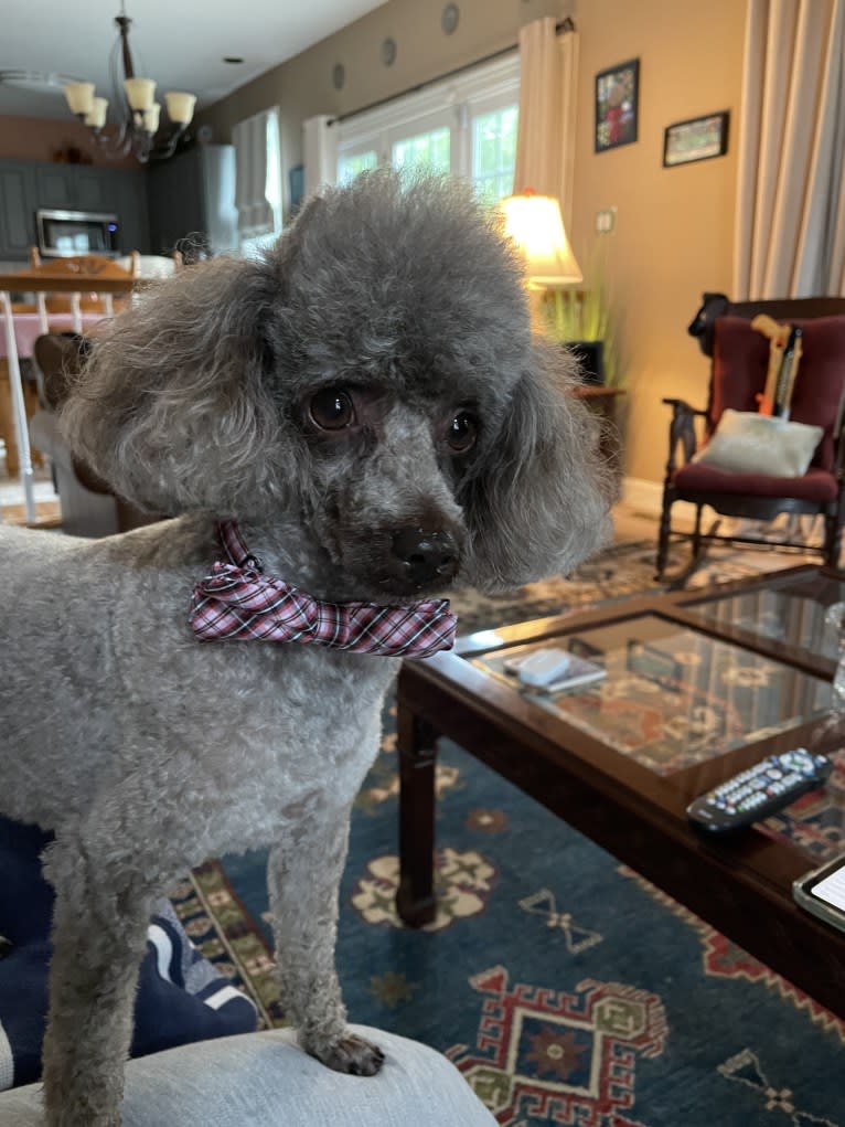 Felix - Elyssa’s dog, a Poodle (Small) tested with EmbarkVet.com