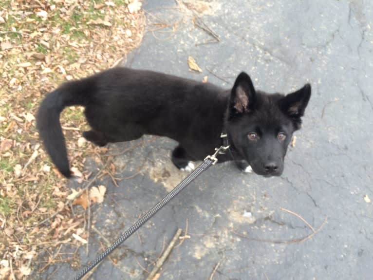 Oliver, a Siberian Husky and Labrador Retriever mix tested with EmbarkVet.com