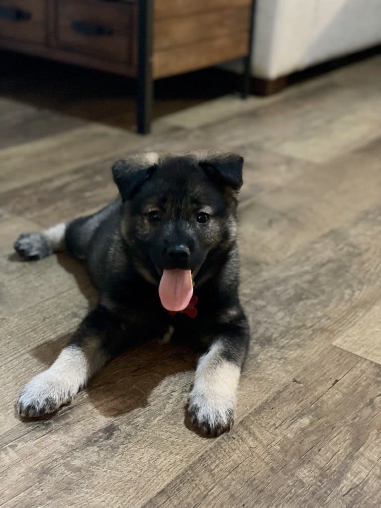 Brutus, a Norwegian Elkhound tested with EmbarkVet.com