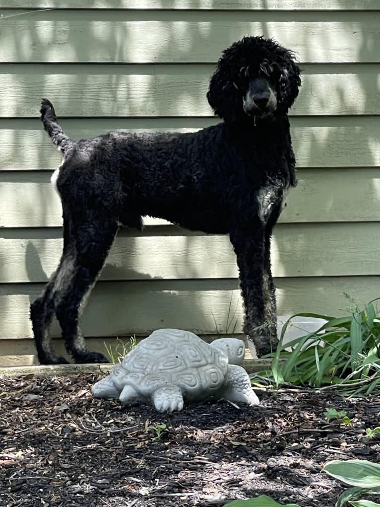 Finnley, a Poodle (Standard) tested with EmbarkVet.com