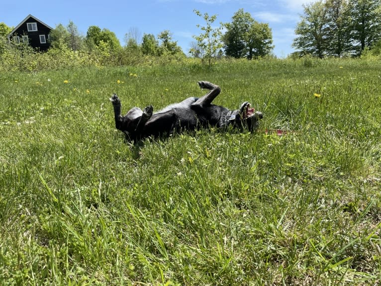 Mist, an Australian Cattle Dog and Australian Shepherd mix tested with EmbarkVet.com