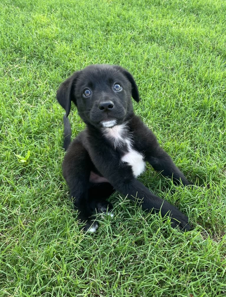 Maverick, a German Shepherd Dog and Australian Cattle Dog mix tested with EmbarkVet.com