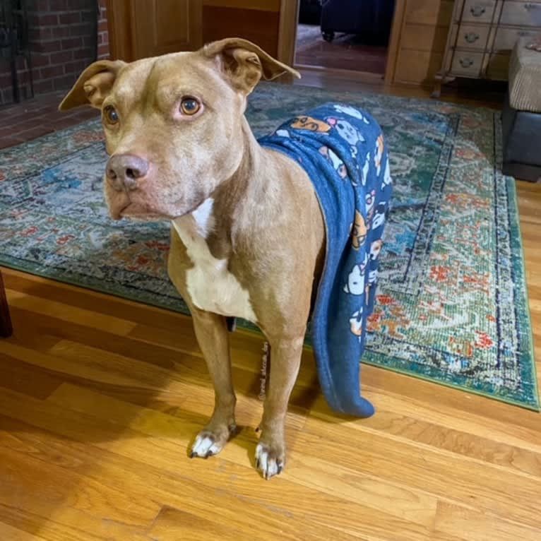 Blueberry, an American Pit Bull Terrier and American Staffordshire Terrier mix tested with EmbarkVet.com