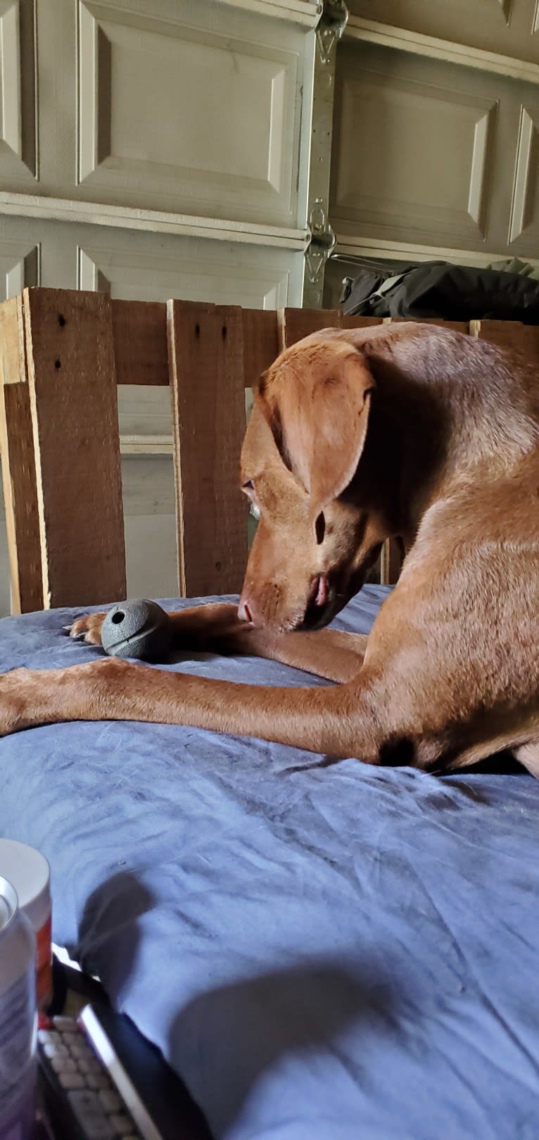 Dakota, a Chesapeake Bay Retriever and German Shorthaired Pointer mix tested with EmbarkVet.com